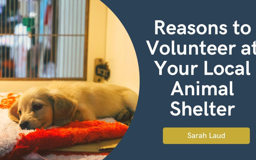 Reasons to Volunteer at Your Local Animal Shelter - Sarah Laud
