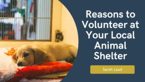Reasons to Volunteer at Your Local Animal Shelter - Sarah Laud